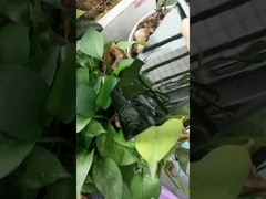 super gloss black powder paint